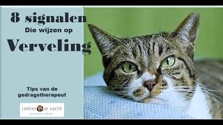 Deze signalen wijzen erop dat je kat zich verveelt [upl. by Spiro]