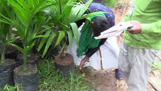 Arecanut Nursery  Different pricr and arecanut plants Nursery [upl. by Lalita]