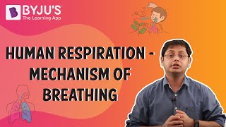 Human Respiration  Mechanism of Breathing [upl. by Nodnas278]