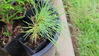 Hiba Cedar and Japanese Yew plus other trees [upl. by Saul]