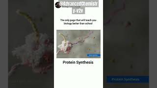 Protein synthesis Eukaryotic translation animationbiology yt biology fypシ゚viral fypyoutube [upl. by Rezeile]