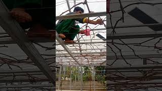 APLIKASI DORMEX NAIK KE ATAS PARAPARA ANGGUR shorts gardening grape [upl. by Aitnic352]