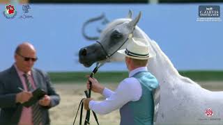 N 119 CHELLEASON SILK ROAD Al Shiraa International Arabian Horse Show 2024 Mares 4 Years Old Se [upl. by Jeanine]