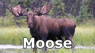 Moose Sounds Moose Pictures The Sound A Moose Makes [upl. by Monarski]