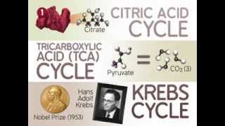 The Citric Acid Cycle The Reactions [upl. by Marilee]