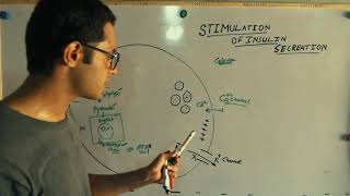 Insulin Secretion from Pancreatic BetaCells UrduHindi GlucoseStimulated Secretion [upl. by Olenka]