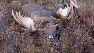 Alaska Moose Hunt 2016 [upl. by Tinaret]