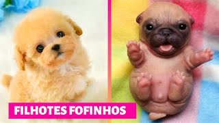 CACHORROS FOFOS ❤ Filhotes Fofos ❤ Cute Puppies Doing Funny [upl. by Ivar713]