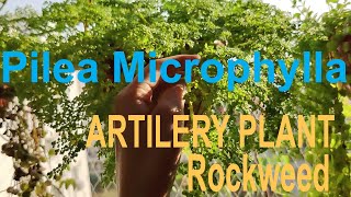 Pilea Microphylla Artillery plant propagation care amp tips [upl. by Jon158]