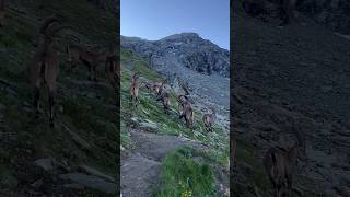 Rencontre inoubliable avec des bouquetins sur le Chemin des Cols Alpins🇨🇭hike ibex montagne [upl. by Corsiglia591]