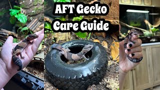 African Fat Tailed Gecko Care Guide [upl. by Blum]