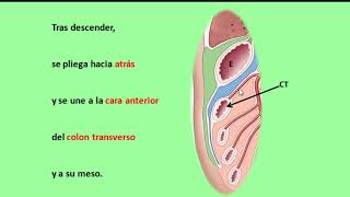 Estructuras peritoneales [upl. by Elletsirhc]