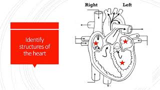 How Blood Flows through the Body Animation  Circulatory System Video [upl. by Gardell]