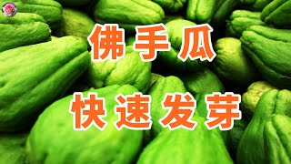 gardening种菜：佛手瓜这样种，想不丰收都难？ [upl. by Sej]