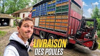 LIVRAISON DES POULES  🐓Le renard est là… [upl. by Shantee]