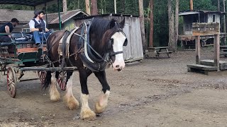 Timbertown Wauchope NSW  part 2  Rides [upl. by Monney]