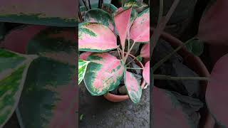 Aglaonema Variety plants nature indoorplant garden [upl. by Eula81]