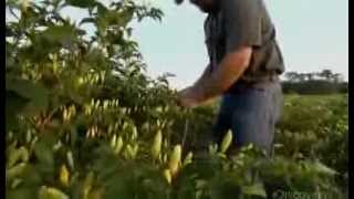 How Its Made Tabasco Hot Sauce Discovery Channel [upl. by Ardnac]