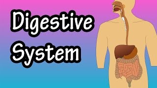 What Is The Digestive System  How The Digestive System Works  Digestive System Function [upl. by Ninnetta]