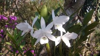 DIFERENCIAS EN LA GUARIANTE SKINNERI GUARIA BLANCA [upl. by Parnell442]