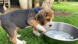 Beagle Puppies Howl and Barks  Cute Compilation [upl. by Anasor]