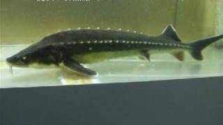 「ロシアチョウザメ（Russian sturgeon）」学名：Acipenser gueldenstaedtii [upl. by Timmie]