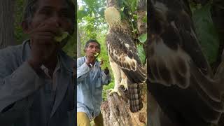 A older man in the forest and he see eagle on a stump tree part 03 deathofanaturalist fables [upl. by Akel]