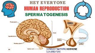 Spermatogenesis  Gametogenesis  part 1  Human Reproduction  Class 12  In Hindi  Be Educated [upl. by Metsky]