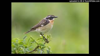 Vogelbestimmung Braunkehlchen Saxicola rubetra [upl. by Ynos]