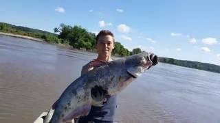 Trotline Fishing for Catfish  Catfishing with Bluegill and Cut Bait  Missouri River 2016 [upl. by Eintirb]