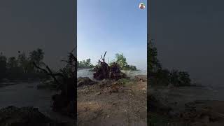 200 sal purana tree 🌳 ganga ndi me gir gaya shorts viral tree sad ganga youtube [upl. by Darcy]