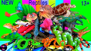 Reptiles  Snakes Turtles Lizards Crocodiles Alligators 13 [upl. by Ynnub]