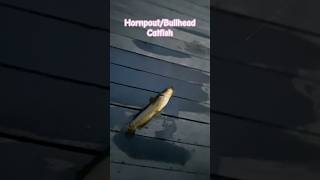 Nice sized bullhead catfish Known as a “hornpout” locally [upl. by Ellen250]