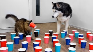 Who is Faster Husky Dogs and Cats are Looking for a Hidden Treat in Paper Cups [upl. by Ashley]