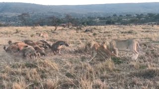 Young male lion coalition takes on an angry hyena clan [upl. by Zena]