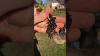 Removing an invasive plant from my backyard Lesser Celandine [upl. by Llenra492]