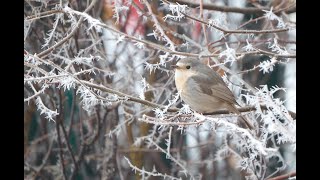 Weird plumage and colour confusion  leucistic birds [upl. by Thevenot]