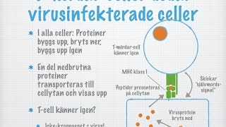 Tredje försvarsnivån Vita blodkroppar och immunitet [upl. by Yral]