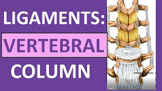 Ligaments of Vertebral Column Anatomy Nuchal Interspinous Supraspinous [upl. by Gnoh]