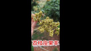 荔枝妃子笑座果率很靚，光禿禿的枝幹能否打單氰胺催花呢？Lychee Feizi has a very good fruit setting ratewith cyanamide to flower [upl. by Aicatsue]