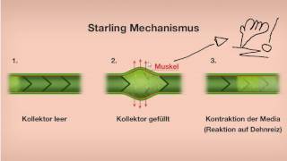 Starling Mechanismus Manuelle Lymphdrainage [upl. by Haliek7]