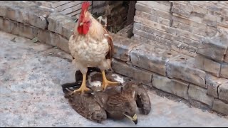 10 Gallos amp Gallinas Que Demostraron Quien Manda  Parte 2 [upl. by Cyndie]