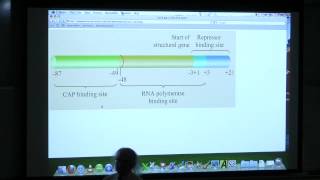 18 BB 350 Transcription II  Kevin Aherns Biochemistry Online [upl. by Mikey741]