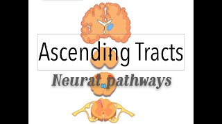 ASCENDING PATHWAY  Spinal Tracts [upl. by Reamonn492]