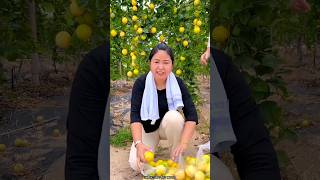 High Yielding Passion Fruit Farming  Delicious Passion Fruit Harvesting shorts satisfying fruit [upl. by Assetnoc160]