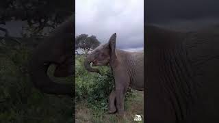 Baby Albino Elephant Khanyisa Runs Wild in the Bushes [upl. by Barbey821]