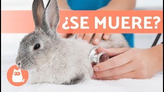 5 SÍNTOMAS de que un conejo VA A MORIR [upl. by Inahpit]