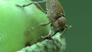 Eichelbohrer  Curculio glandium [upl. by Aekerly]