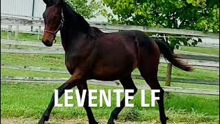 FOR SALE Levente LF  2022 Gelding [upl. by Annav19]