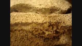 Timelapse Video  Day 237  Tetramorium caespitum Colony dragging Cricket Head into the Nest HD [upl. by Inad]